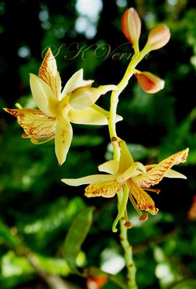  Inflorescence- a part